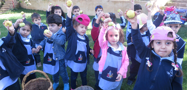 Cueillette des pommes-16